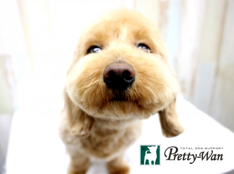 カワイミシェル160425