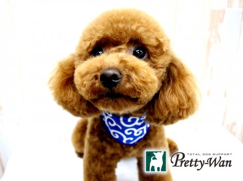 ヤマダフジマル160430