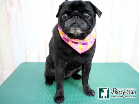 クサノミミ160126