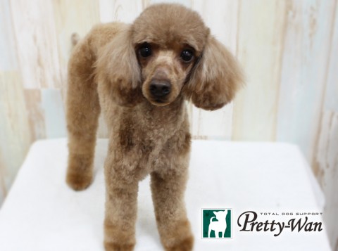 セキネプリン160408