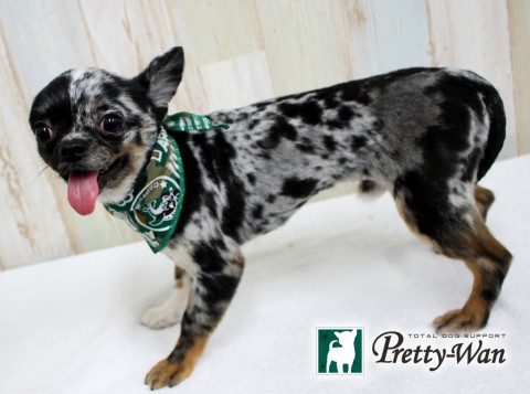 オオニシチビ150504