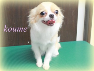 コウメ150705