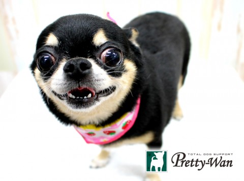 アサノアズキ160427