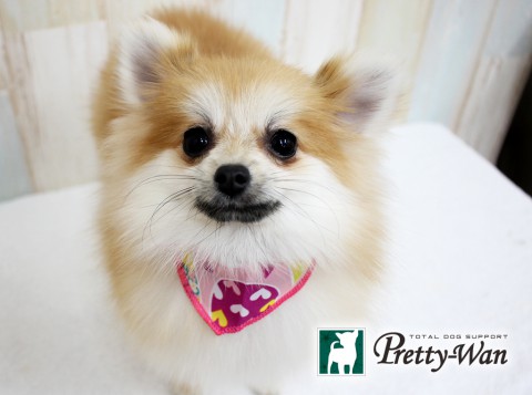 マツヤマクー160408