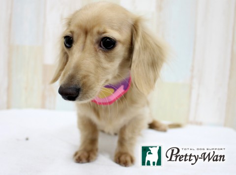 カトウナナ160302