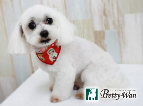 エサキマル160411