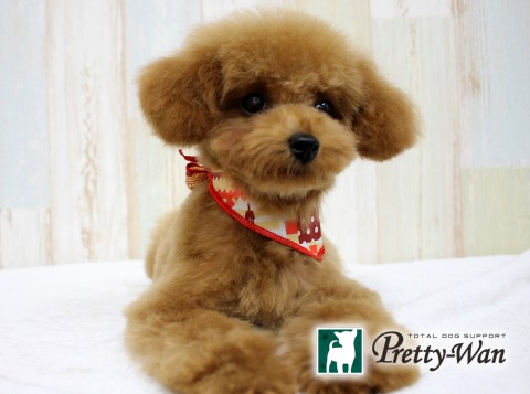 トクヤスニコ160628 (2)