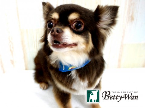 コジマジェット160426