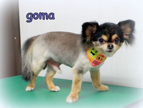 タカハシゴマ150515