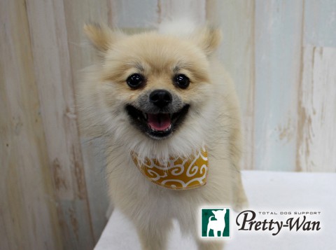 カワシマポコ160608