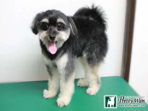 アンマアム151213