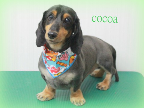 ハヤシココア150524