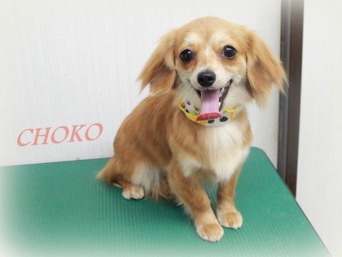 ゴトウチョコ150530