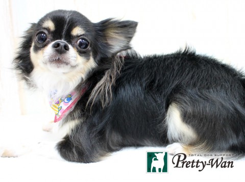 ミウラカレン160504