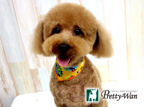 ジョウズカショコラ160520