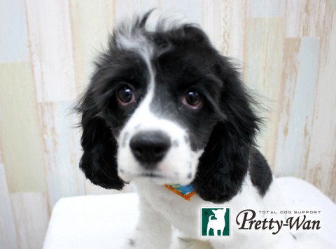 カマクラカイ160627