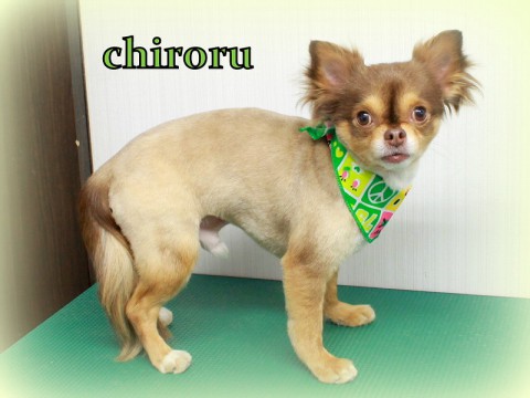 タカハシチロル150515