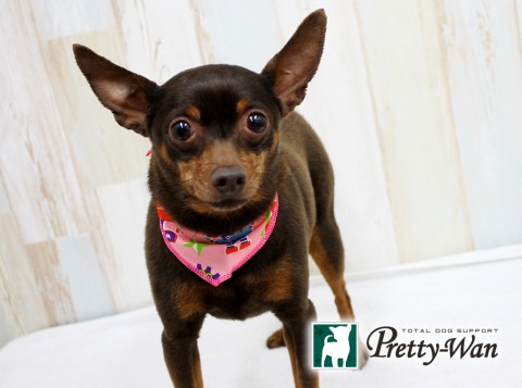 キムラピン160430