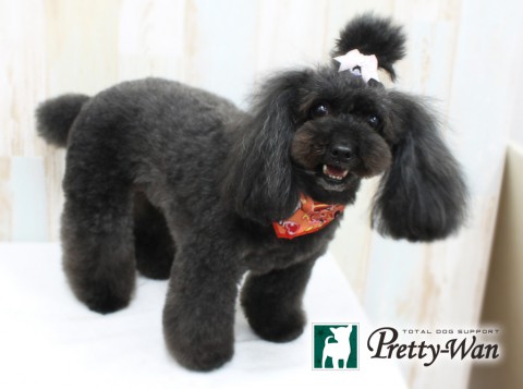 ニシトミクロエ160402