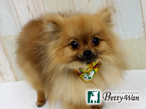 サカモトリン160515