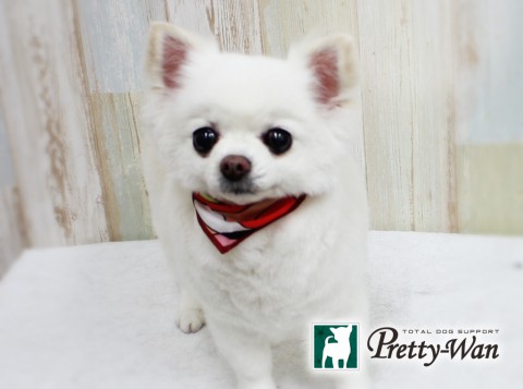 アオキモエ160410