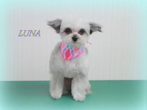 キヤカワウチルナ150508