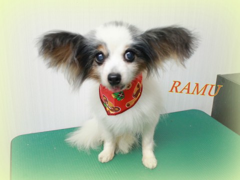 4月3日神田ラム