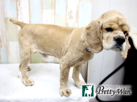 ハラダテェリー160429