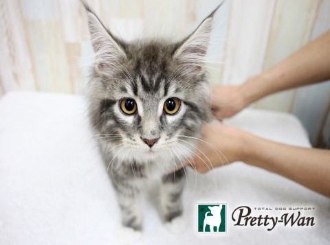 ヒダカグレイ160502