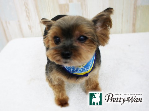 マツモトグミ160415