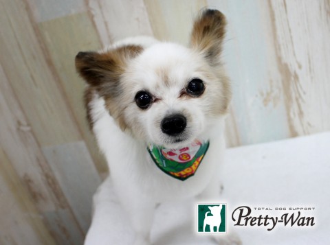 ナカミチチョコ160608