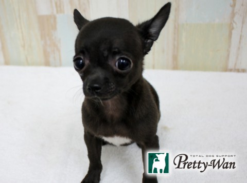 ヤマシタカ0503リン1