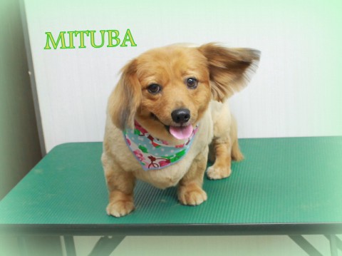 4月3日金田ミツバ