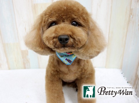 コバヤシウズラ20160621