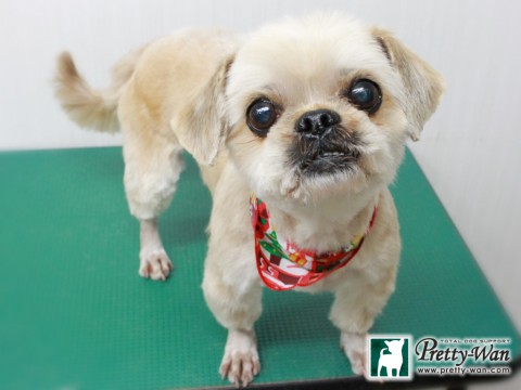 オオツボレイ151218