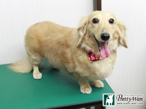 イチババジル151231