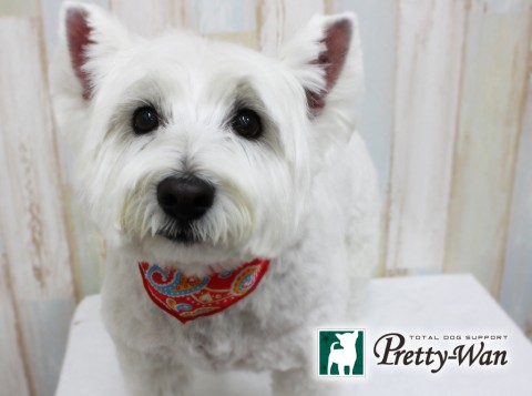 タケイチパール160401