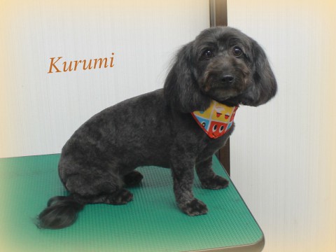 ヤマダクルミ150516