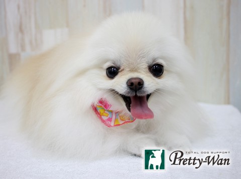 カトウシュクル160312