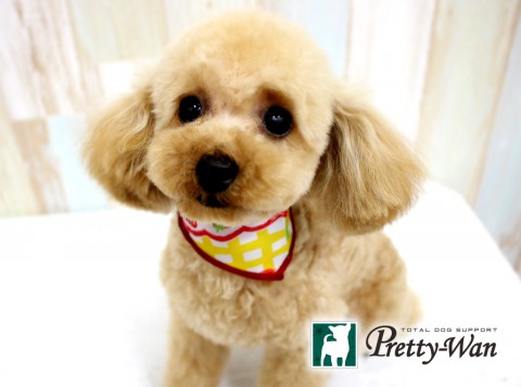 イワヤマロッティ160427