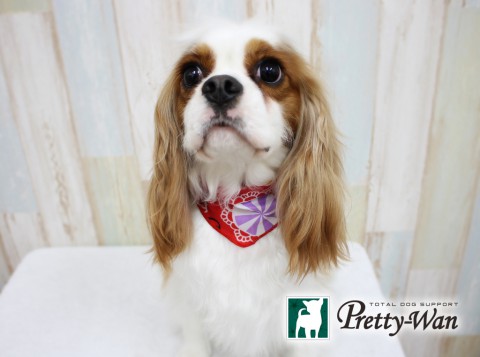 ササキコハル160416