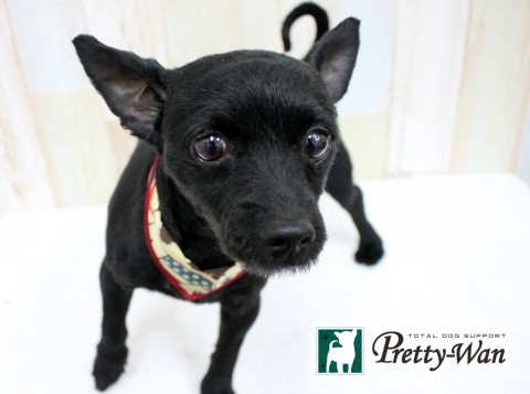 ウジイエシュン160423