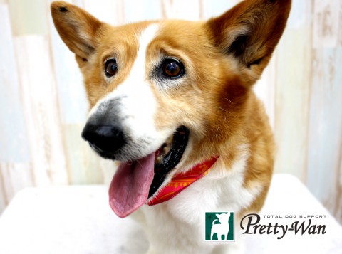 ソエダロッシ160427