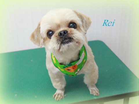 オオツボレイ150517