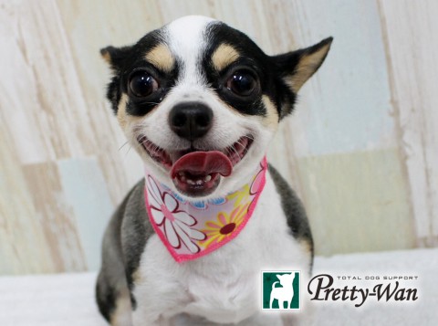 ウオズミメメ160613