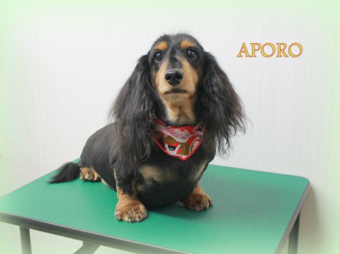 4月12日池田アポロ