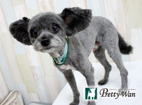 タカハシベア160515