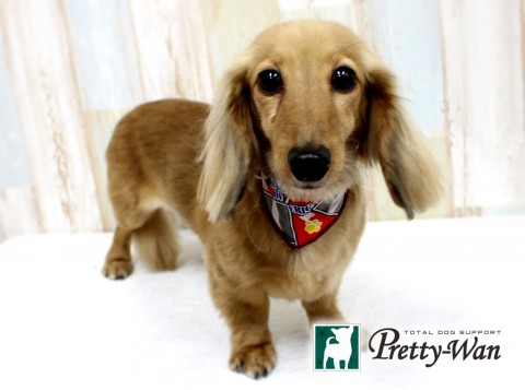 タカセチャッピー160422