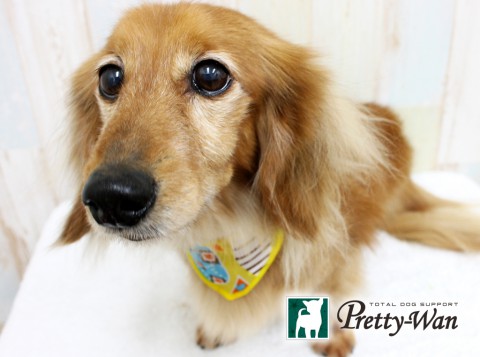 カワモトザンセツ160323