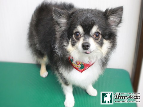 カツノアルス151215